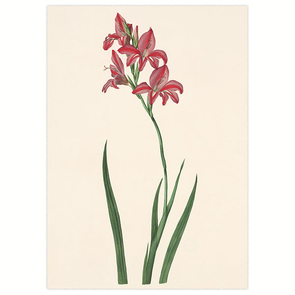 Gladiole