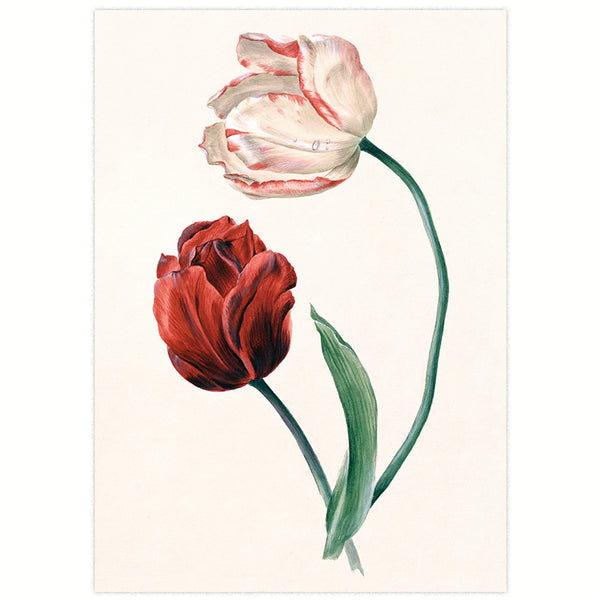 Tulpen